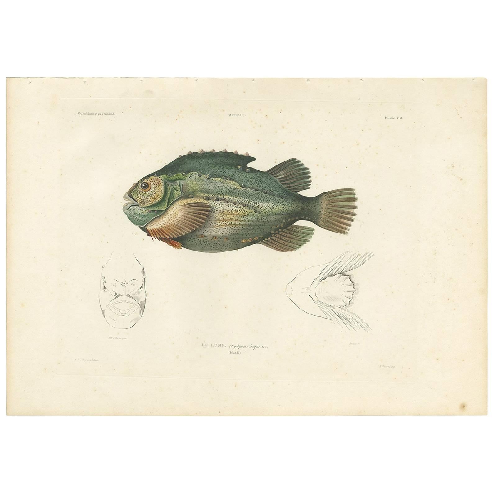 Antique Fish Print of the Lumpsucker or Lumpfish by M. P. Gaimard, 1842 For Sale