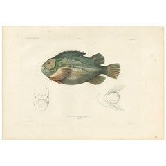 Antique Fish Print of the Lumpsucker or Lumpfish by M. P. Gaimard, 1842
