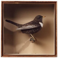 Edwardian Taxidermy Case of a Ring Ouzel by J. Cullingford