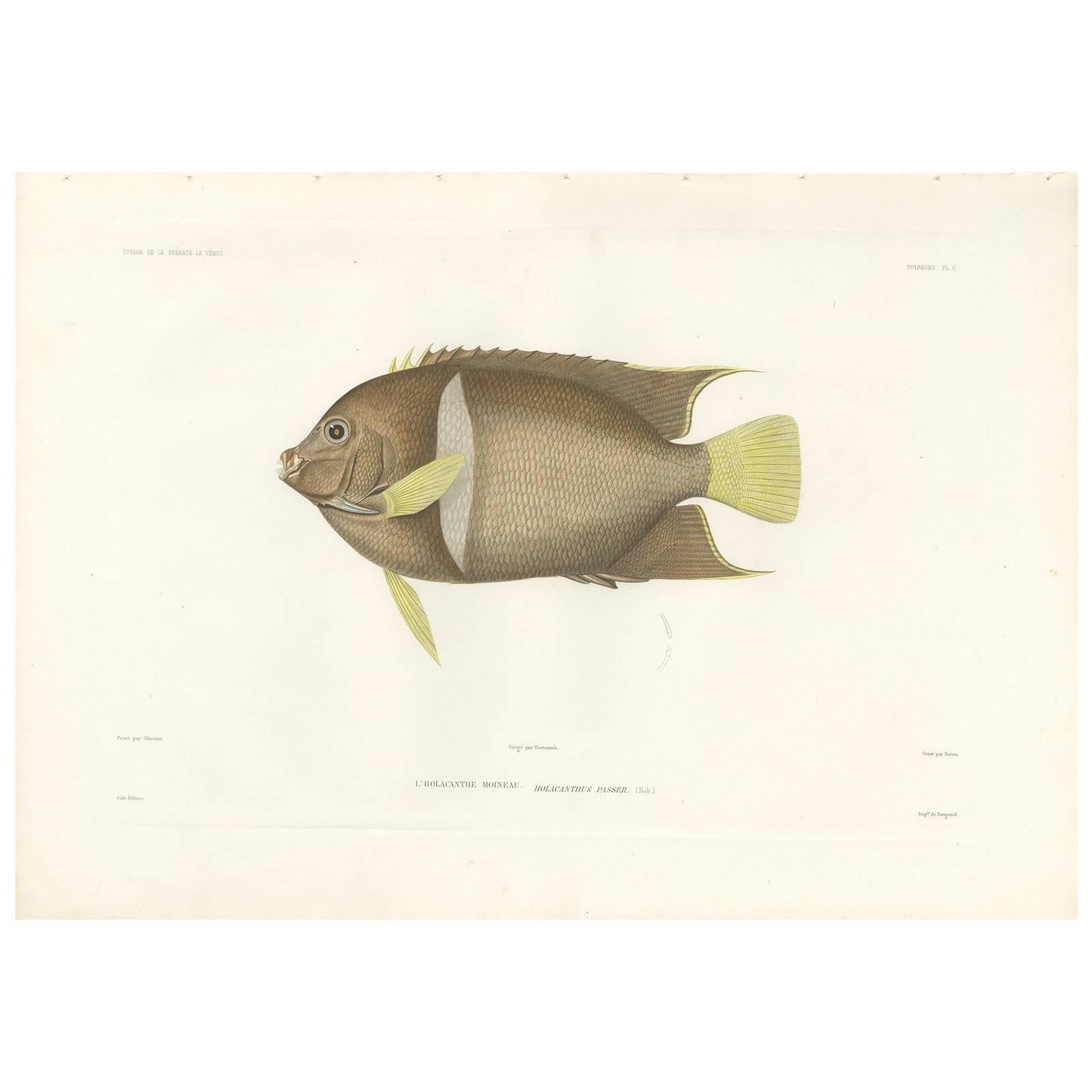 Antique Fish Print of the King Angelfish or Passer Angelfish by Gide, 1846 For Sale