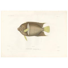 Impression ancienne de poisson du roi-ange ou de l'ange cavalier par Gide, 1846