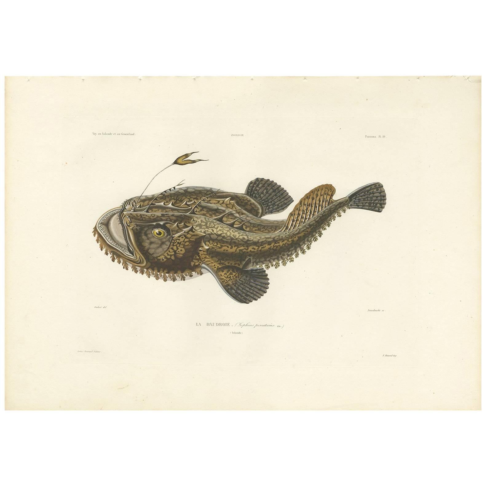 Antique Fish Print of the Lophius Piscatorius 'Angler' by M.P. Gaimard, 1842 For Sale