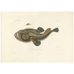 Impression ancienne de poisson de Lophius Piscatorius « Angler » par M.P. Gaimard, 1842