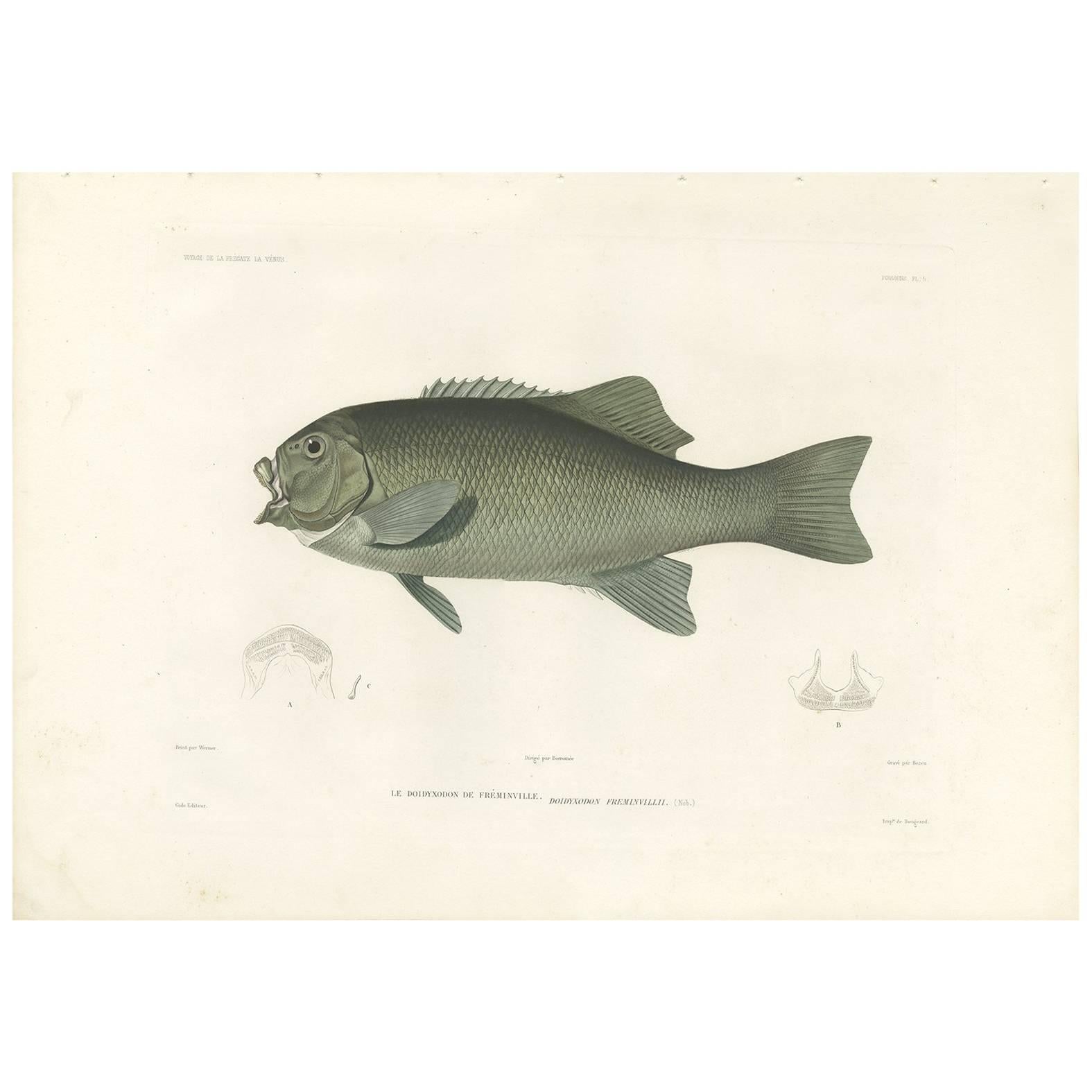 Antique Fish Print of the Doidyxodon Freminvillii by Gide, 1846 For Sale