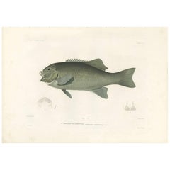 Impression ancienne de poisson du Doidyxodon Freminvillii par Gide, 1846