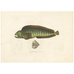 Antique Fish Print of the Atlantic Wolffish 'Seawolf' by M.P. Gaimard, 1842