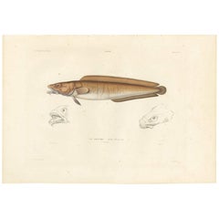 Antique Fish Print of the Cusk or Tusk 'Brosme Brosme' by M.P. Gaimard, 1842