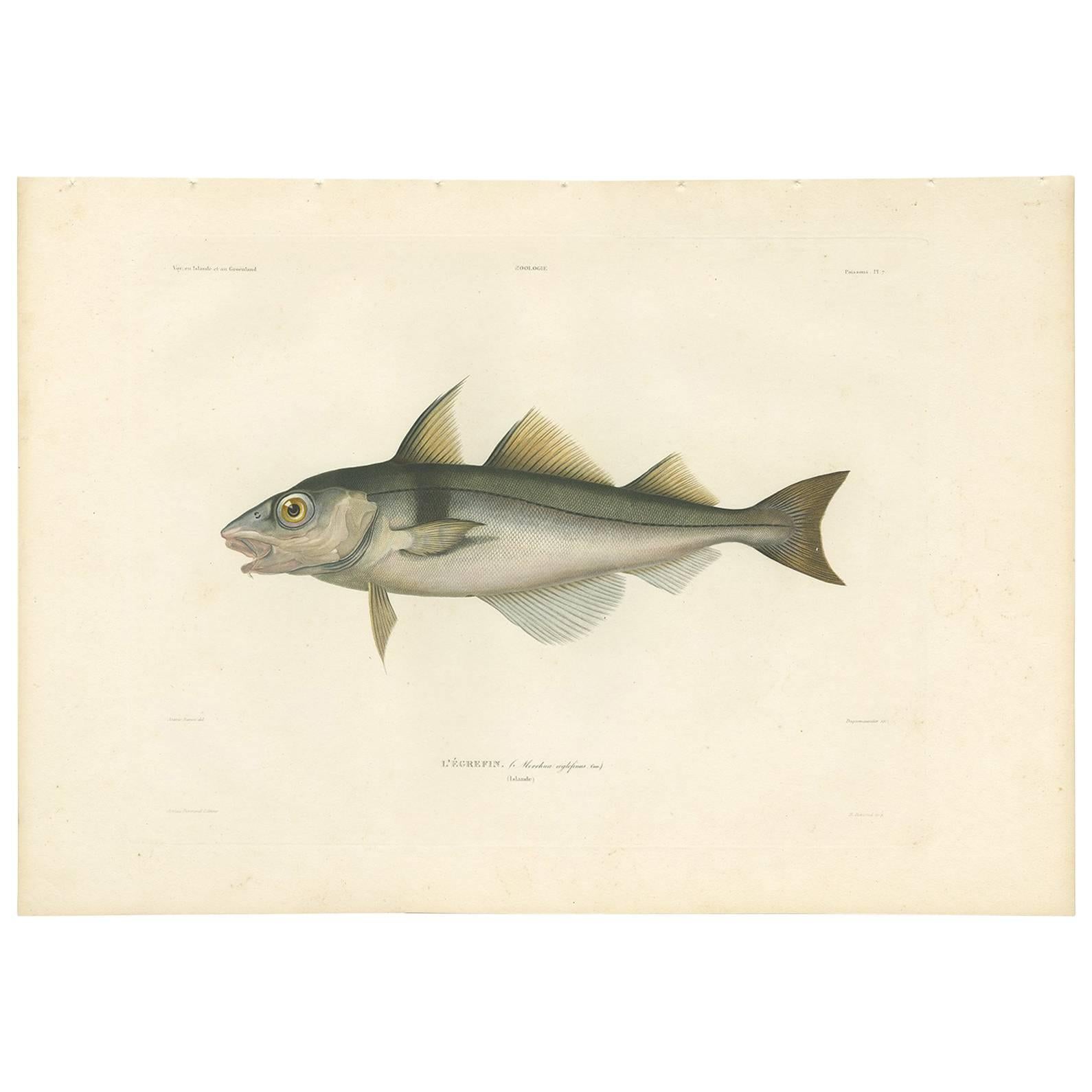 Antique Fish Print of the Haddock by M.P. Gaimard, 1842