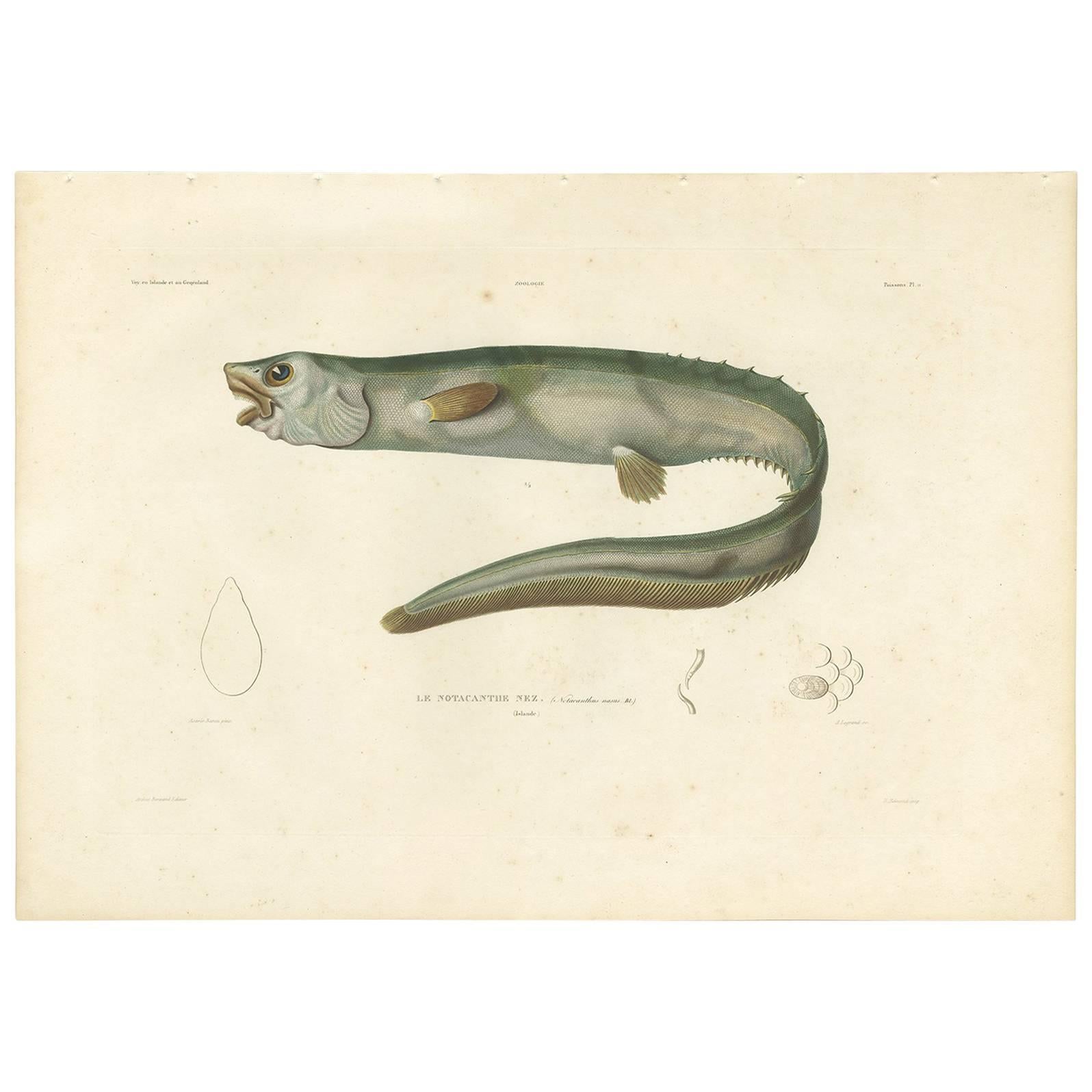Antiker antiker Fischdruck des schnupflaschenförmigen Spinaals von M.P. Gaimard, 1842