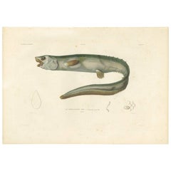 Antique Fish Print of the Snub-Nosed Spiny Eel by M.P. Gaimard, 1842