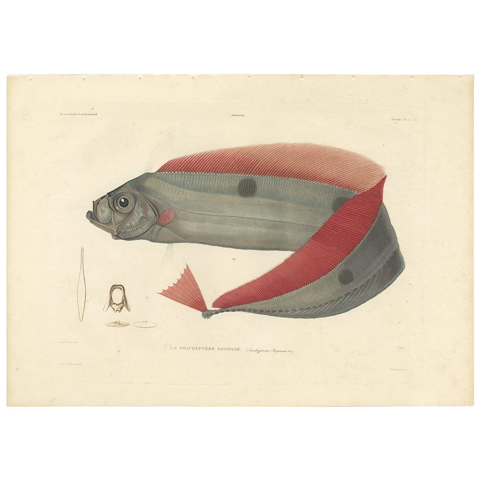 Antique Fish Print of the Ribbonfish 'Trachipteridae' by M.P. Gaimard, 1842 For Sale