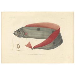 Antiker Fischdruck des Bandfischs „Trachipteridae“ von M.P. Gaimard, 1842
