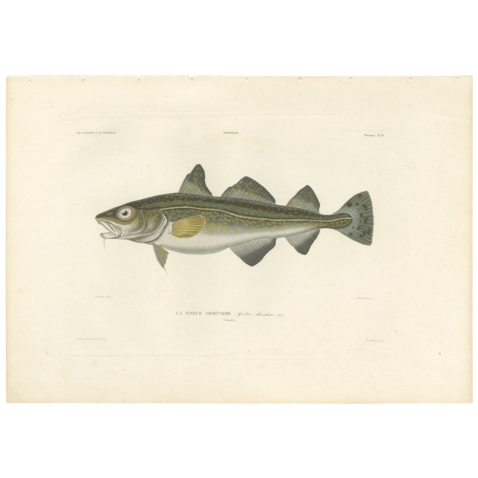 Grabado antiguo del bacalao del Atlántico por M.P. Gaimard, 1842 en venta