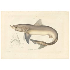 Antique Fish Print of the School Shark by M.P. Gaimard, 1842