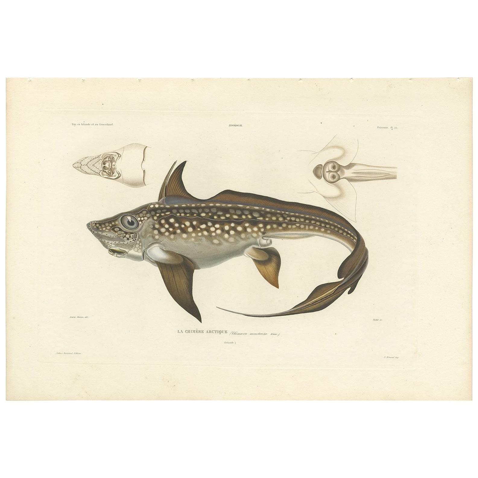 Antique Fish Print of the Rabbit Fish 'or Rat Fish' by M.P. Gaimard, 1842 For Sale
