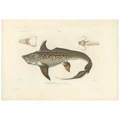 Stampa antica del pesce coniglio o pesce topo di M.P. Gaimard, 1842