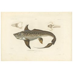 Antiker antiker Fischdruck des Kaninchenfischs oder Rattenfischs von M.P. Gaimard, 1842