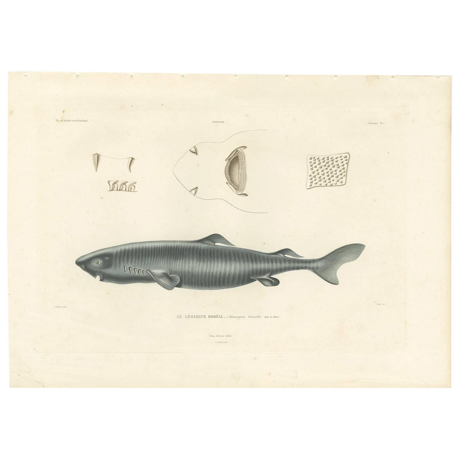 Antique Fish Print of the Greenland Shark by M.P. Gaimard, 1842 For Sale
