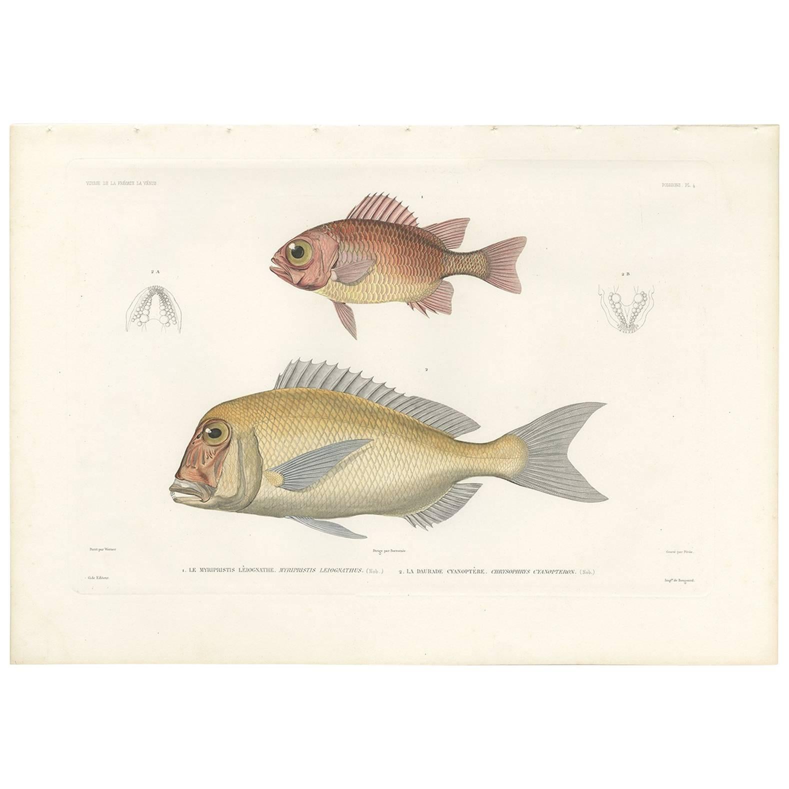 Antique Fish Print of the Crimson Soldierfish and the Australasian Snapper