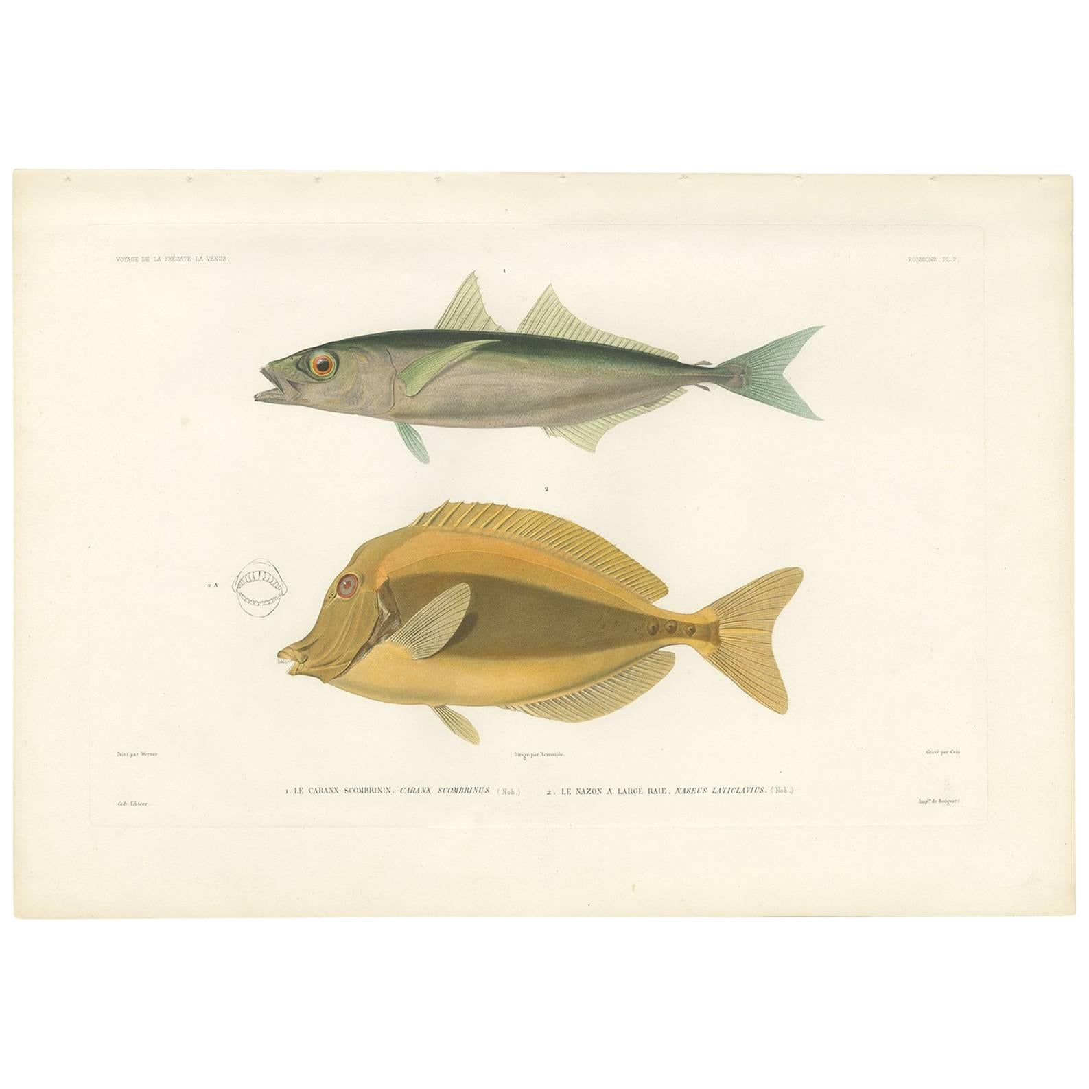 Impression ancienne de poisson de la cage à rayures ambrées et du Razor Surgeonfish, 1846