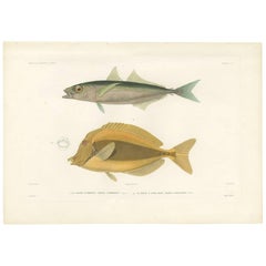 Antique Fish Print of the Amberstripe Scad and the Razor Surgeonfish, 1846