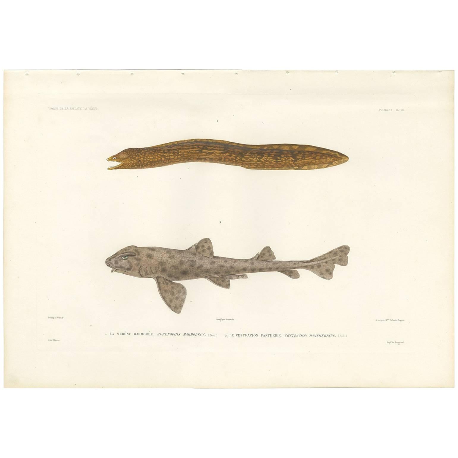 Antique Fish Print of the Marbled Moray Eel and the Galapagos Bullhead Shark For Sale