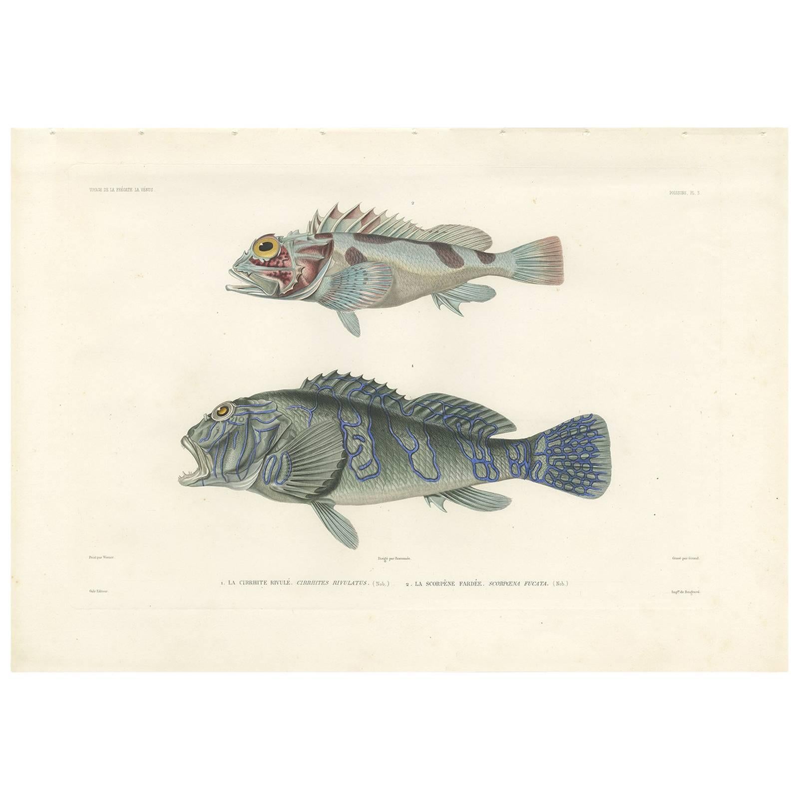 Antiker antiker Fischdruck des riesigen Hawkfish und eines Skorpionfischs von Gide, 1846