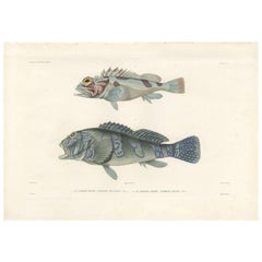 Antique Fish Print of the Giant Hawkfish and a Scorpionfish by Gide, 1846