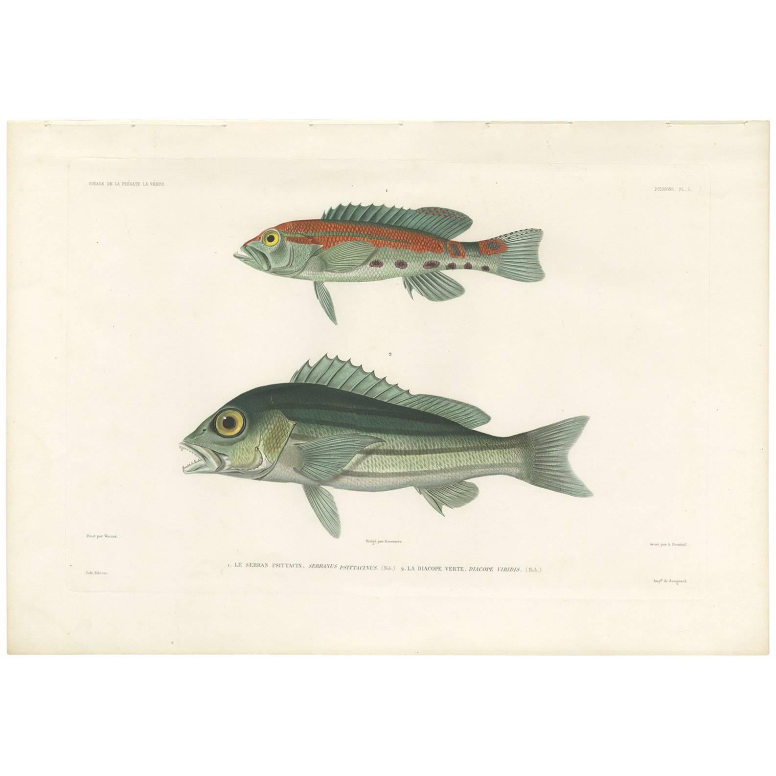 Antiker antiker Fischdruck des Serranus und eines blauen und goldenen Schneckenkopfschnapfers von Gide, 1846