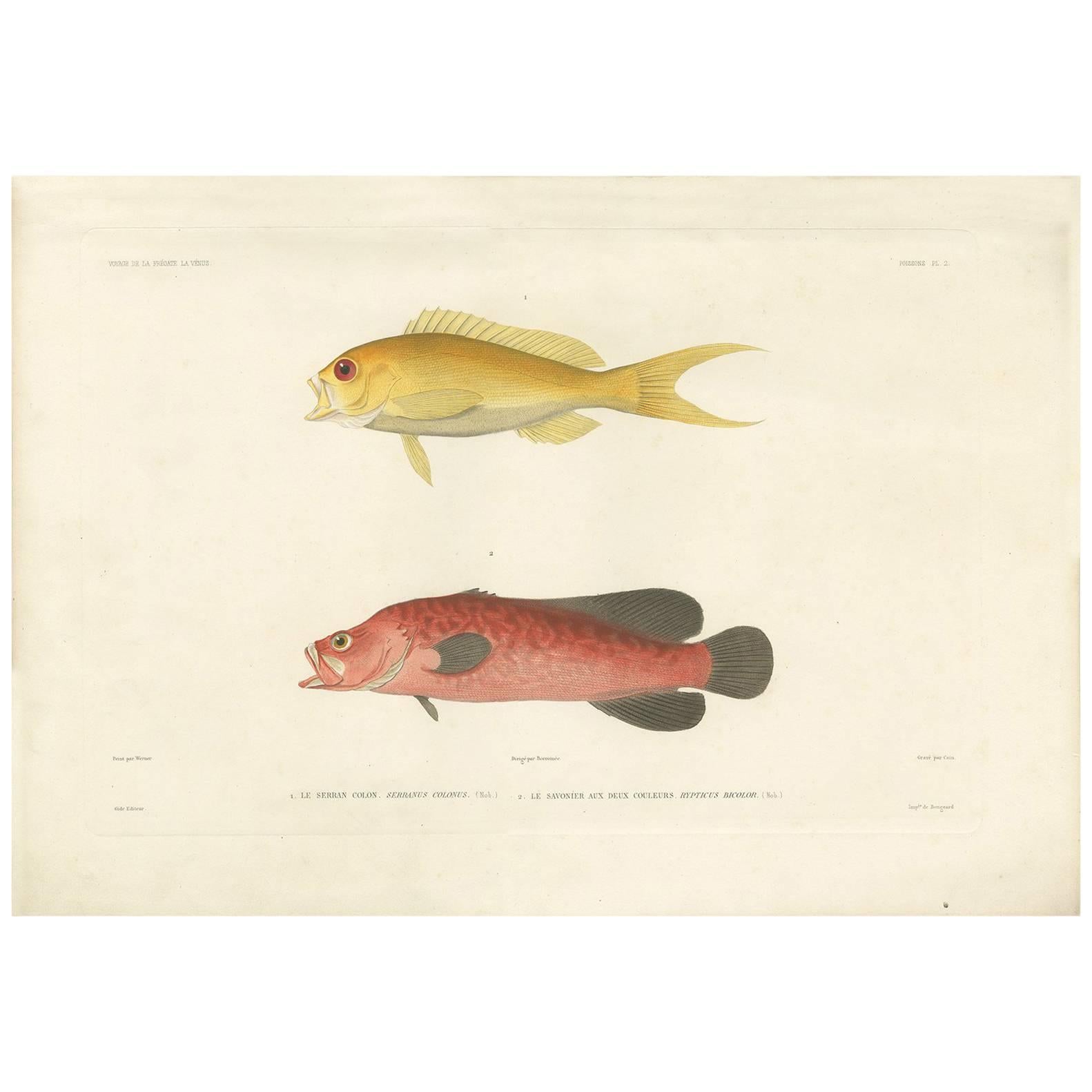 Antique Fish Print of the Serranus Colonus 'Creole Fish' and Mottled Soapfish For Sale