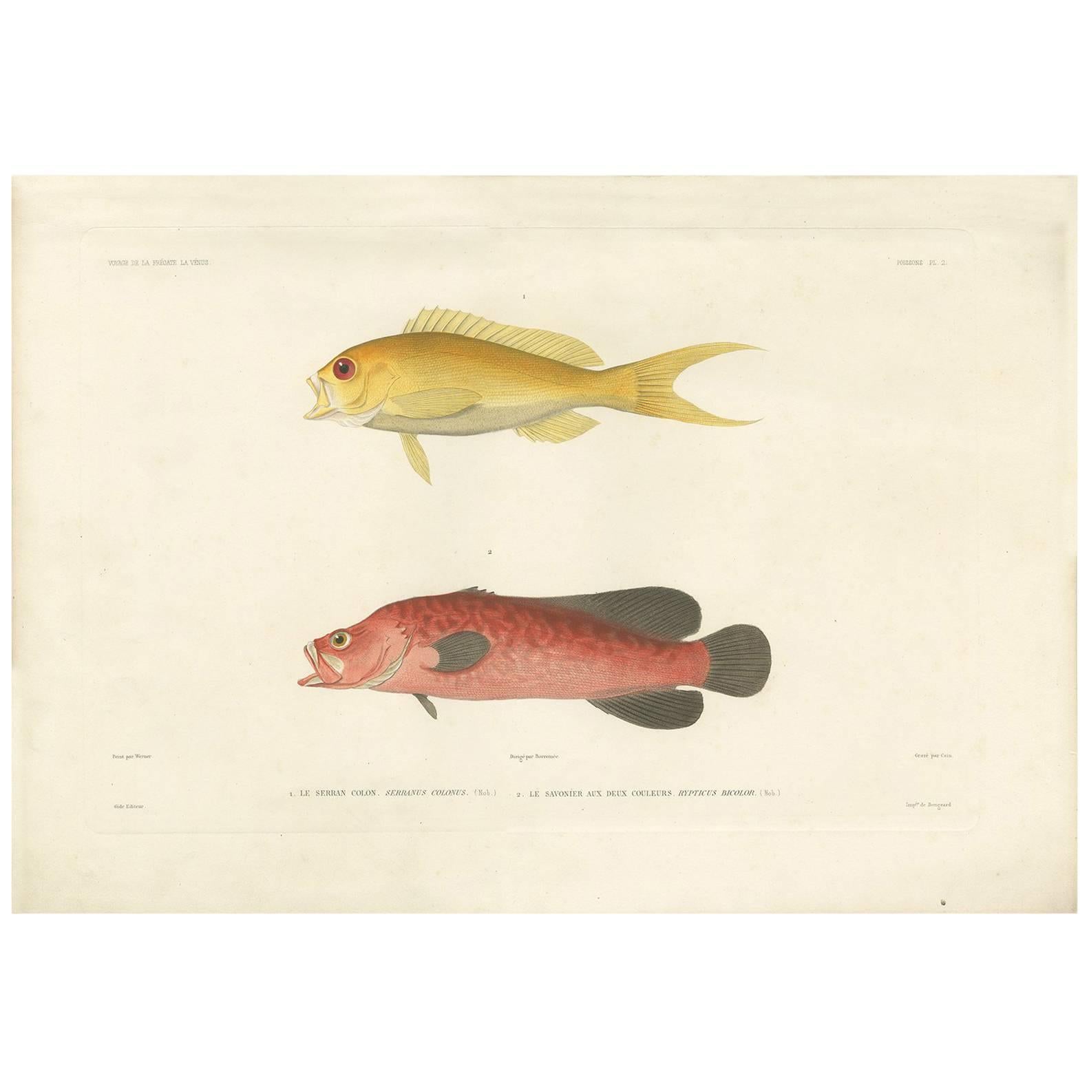 Antiker Fischdruck des Serranus Colonus „Creole-Fisch“ und gesprenkelte Seifenfische