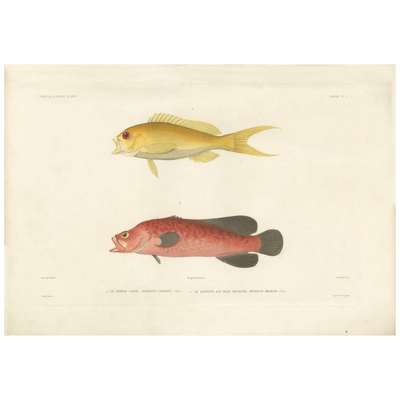 Antique Fish Print of the Serranus Colonus 'Creole Fish' and Mottled Soapfish