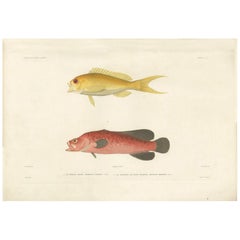 Antiker Fischdruck des Serranus Colonus „Creole-Fisch“ und gesprenkelte Seifenfische