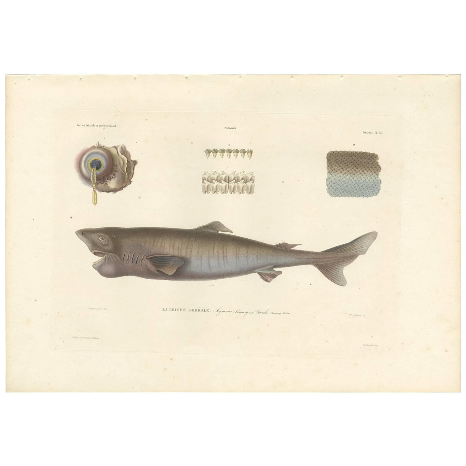 Antique Fish Print of the Scymnus Borealis Shark by M.P. Gaimard, 1842