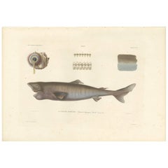 Antique Fish Print of the Scymnus Borealis Shark by M.P. Gaimard, 1842