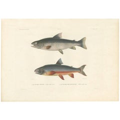 Antique Fish Print of the Brown Trout and the Brook Trout by M.P. Gaimard, 1842