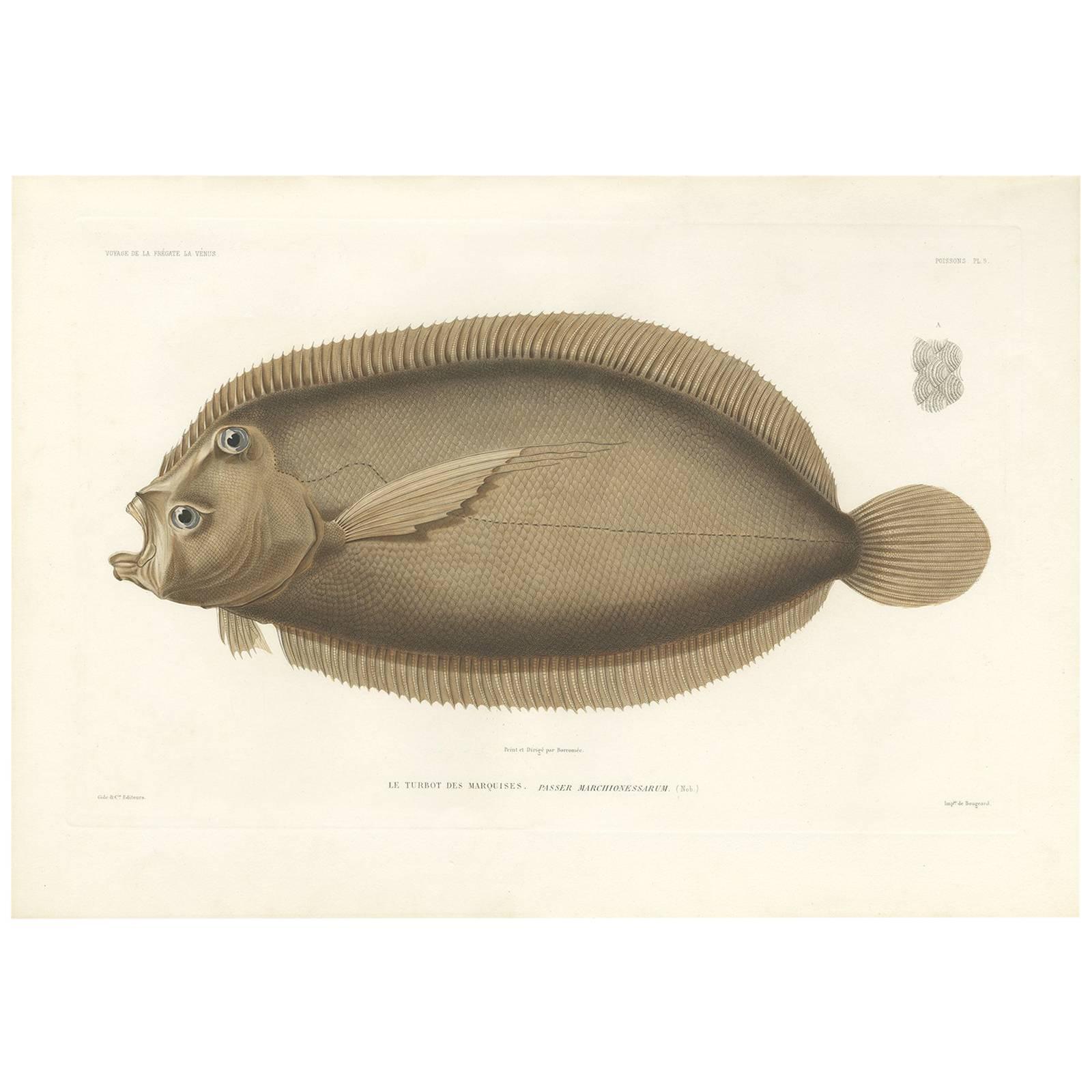 Impression ancienne d'un poisson Turbot de Gide, 1846 en vente