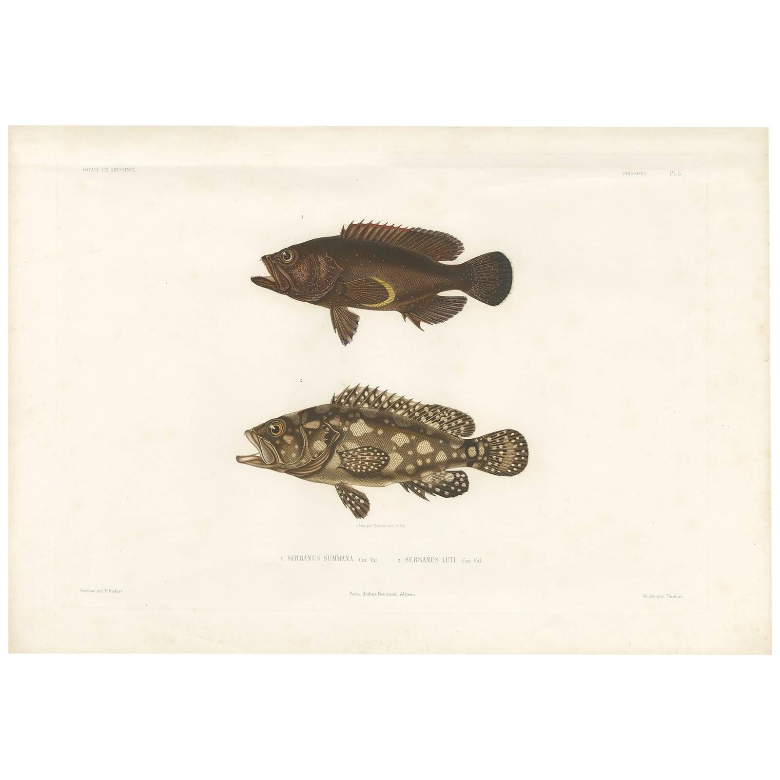 Antique Print of Serranus Fish by A. Bertrand, 1845 For Sale