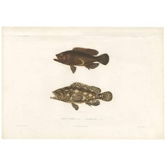 Antique Print of Serranus Fish by A. Bertrand, 1845