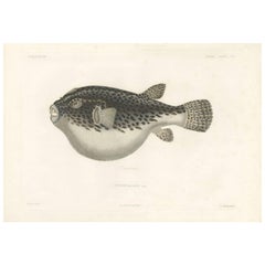 Antique Print of the Puffer Fish by A. Bertrand, 1845