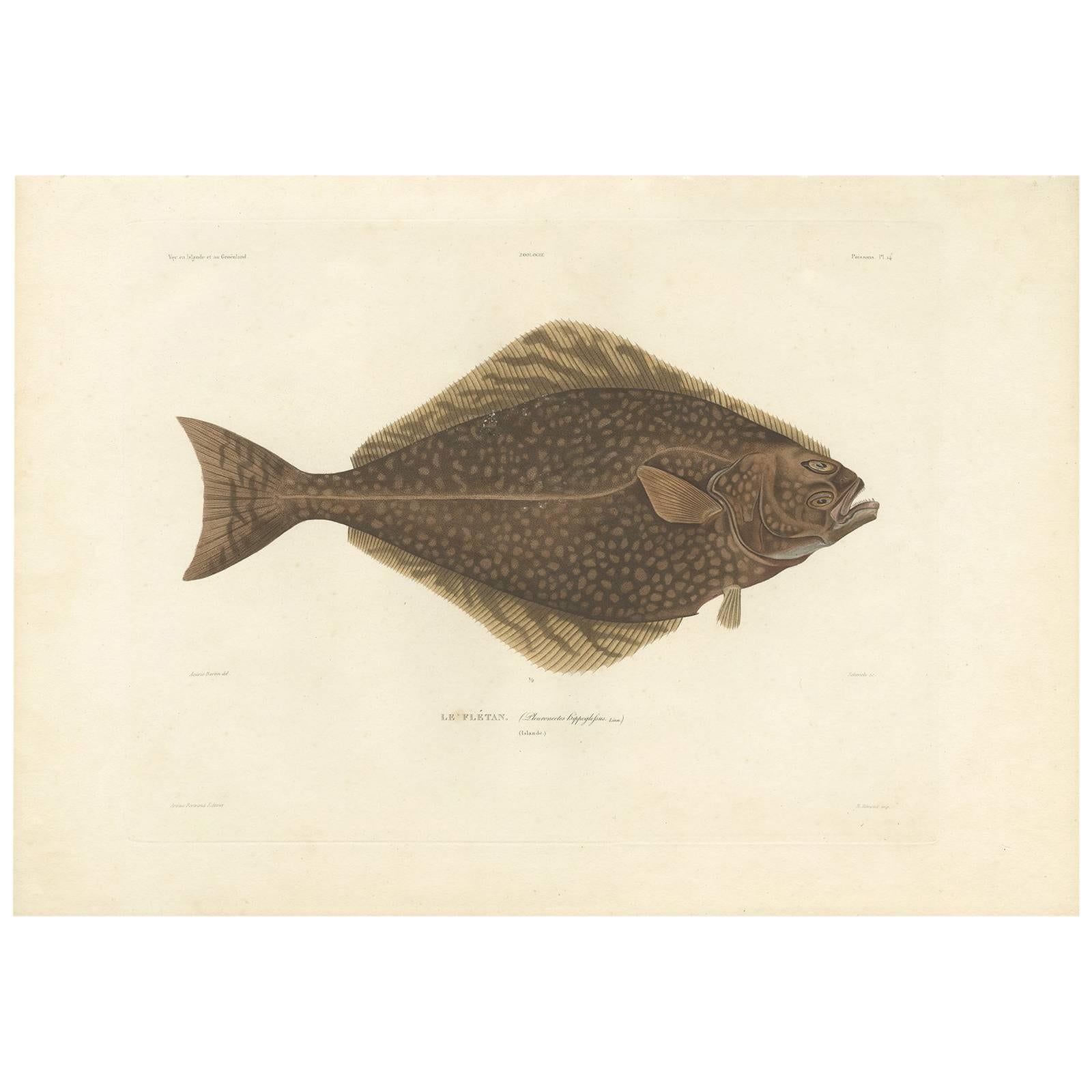 Antique Fish Print of the Atlantic Halibut by M.P. Gaimard, 1842