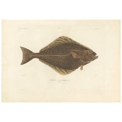 Antique Fish Print of the Atlantic Halibut by M.P. Gaimard, 1842