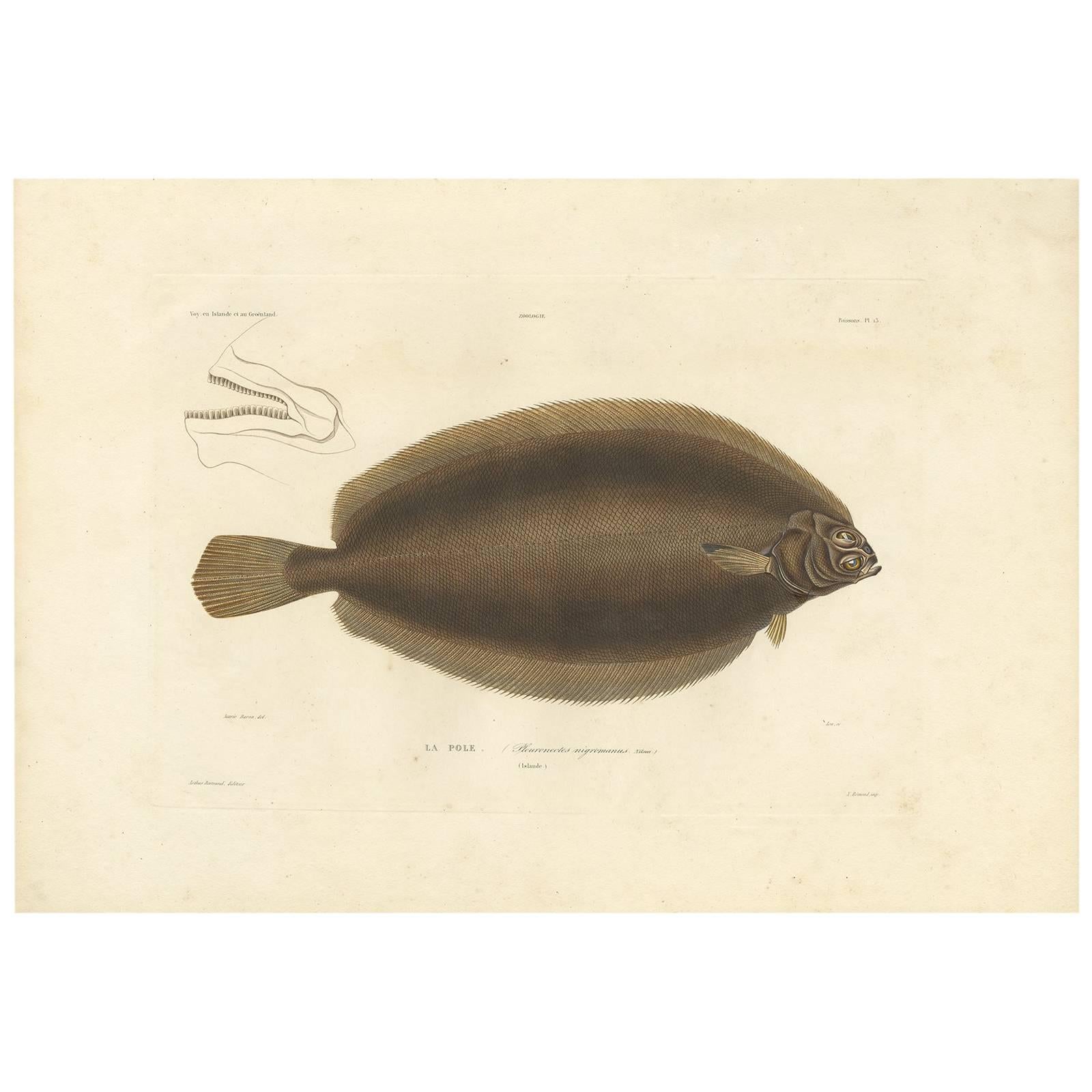 Antique Fish Print of the Witch Flounder or Tobary Sole by M.P. Gaimard, 1842 For Sale