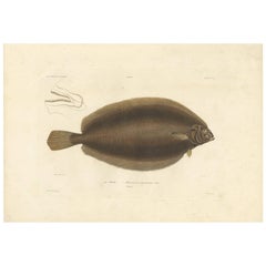 Antique Fish Print of the Witch Flounder or Tobary Sole by M.P. Gaimard, 1842