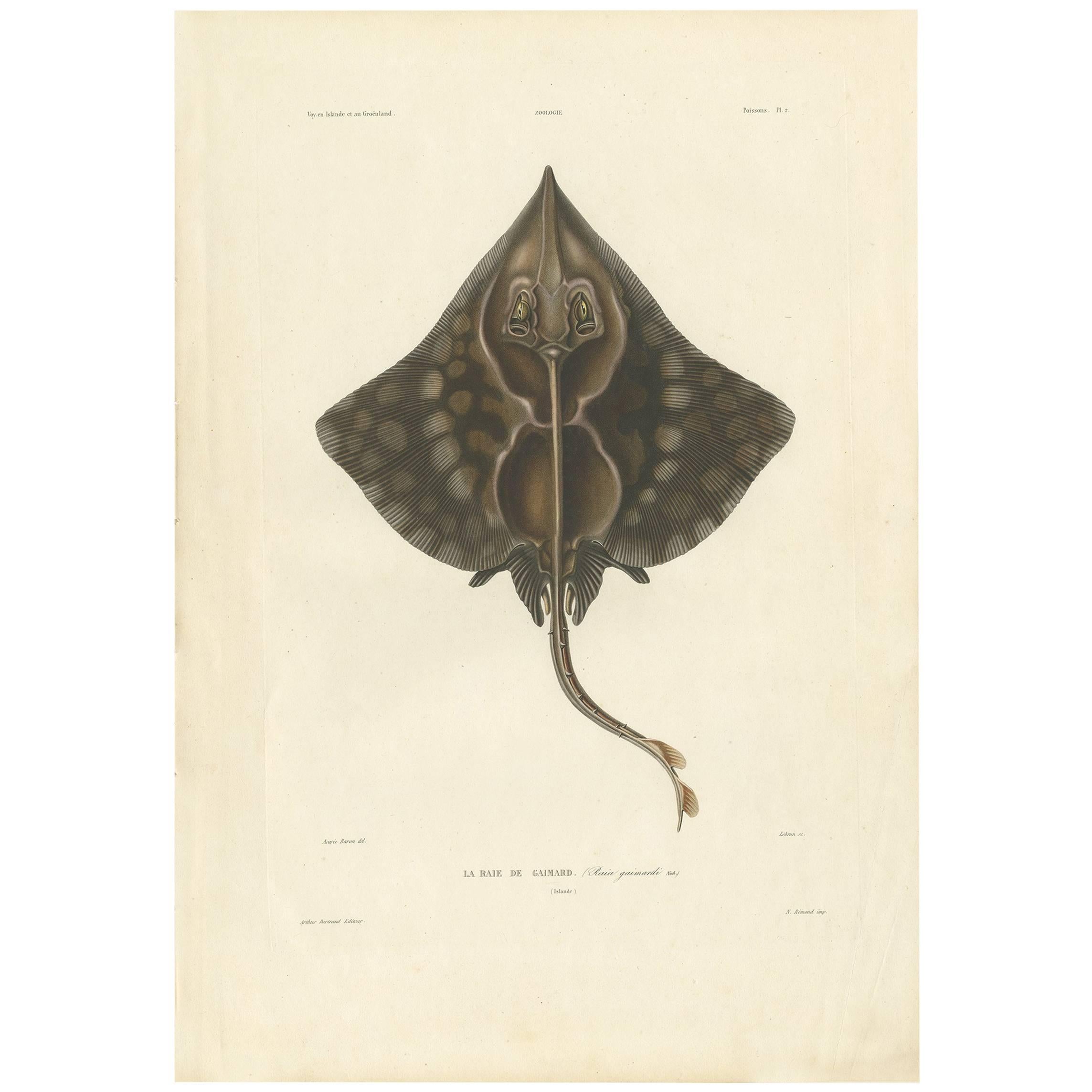 Antique Fish Print of the Gaimard's Ray by M.P. Gaimard, 1842 For Sale