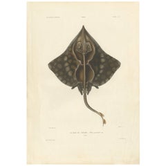 Antique Fish Print of the Gaimard's Ray by M.P. Gaimard, 1842
