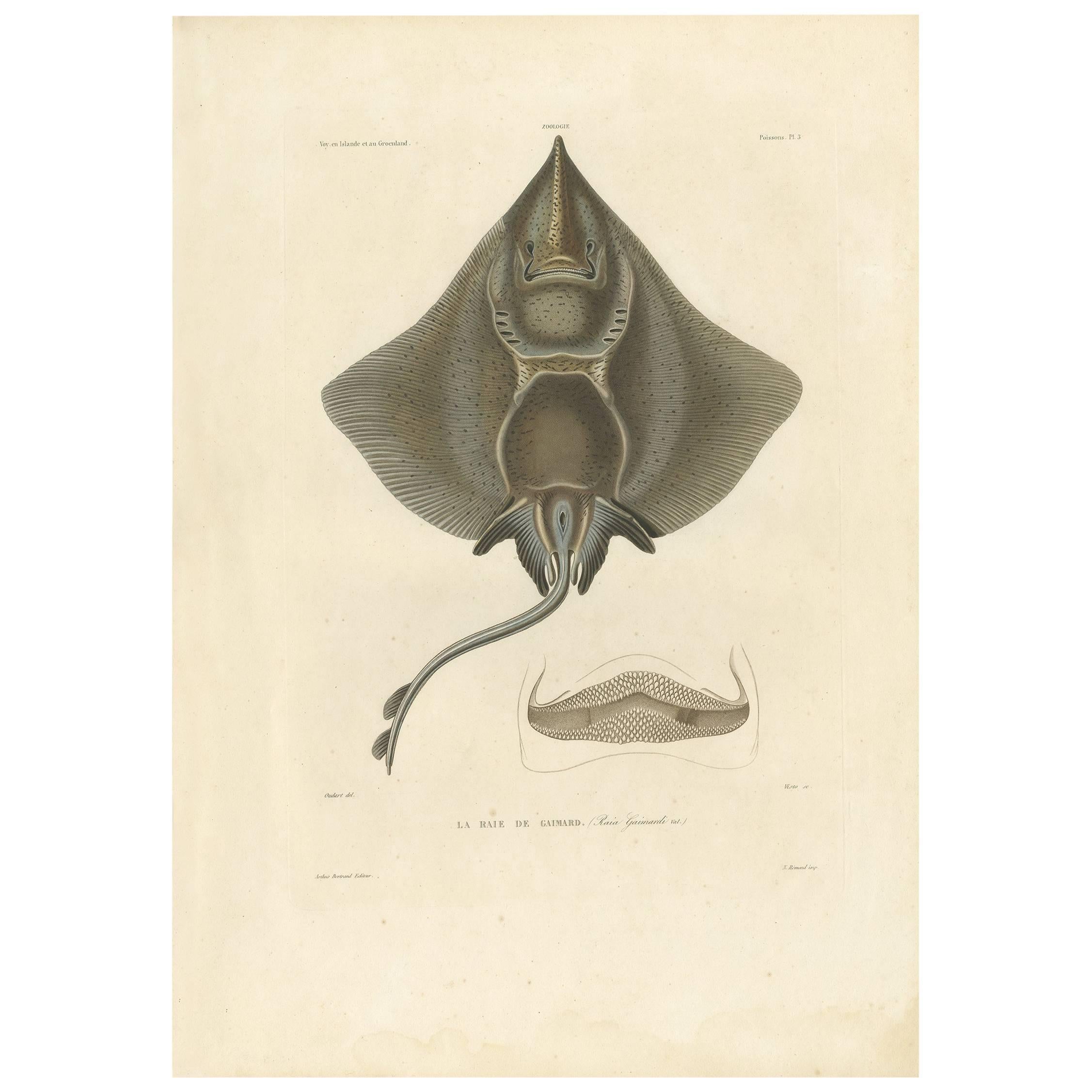 Antique Fish Print of Gaimard's Ray 'Pl. 3' by M.P. Gaimard, 1842