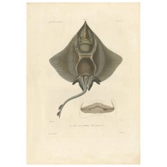 Antique Fish Print of Gaimard's Ray 'Pl. 3' by M.P. Gaimard, 1842