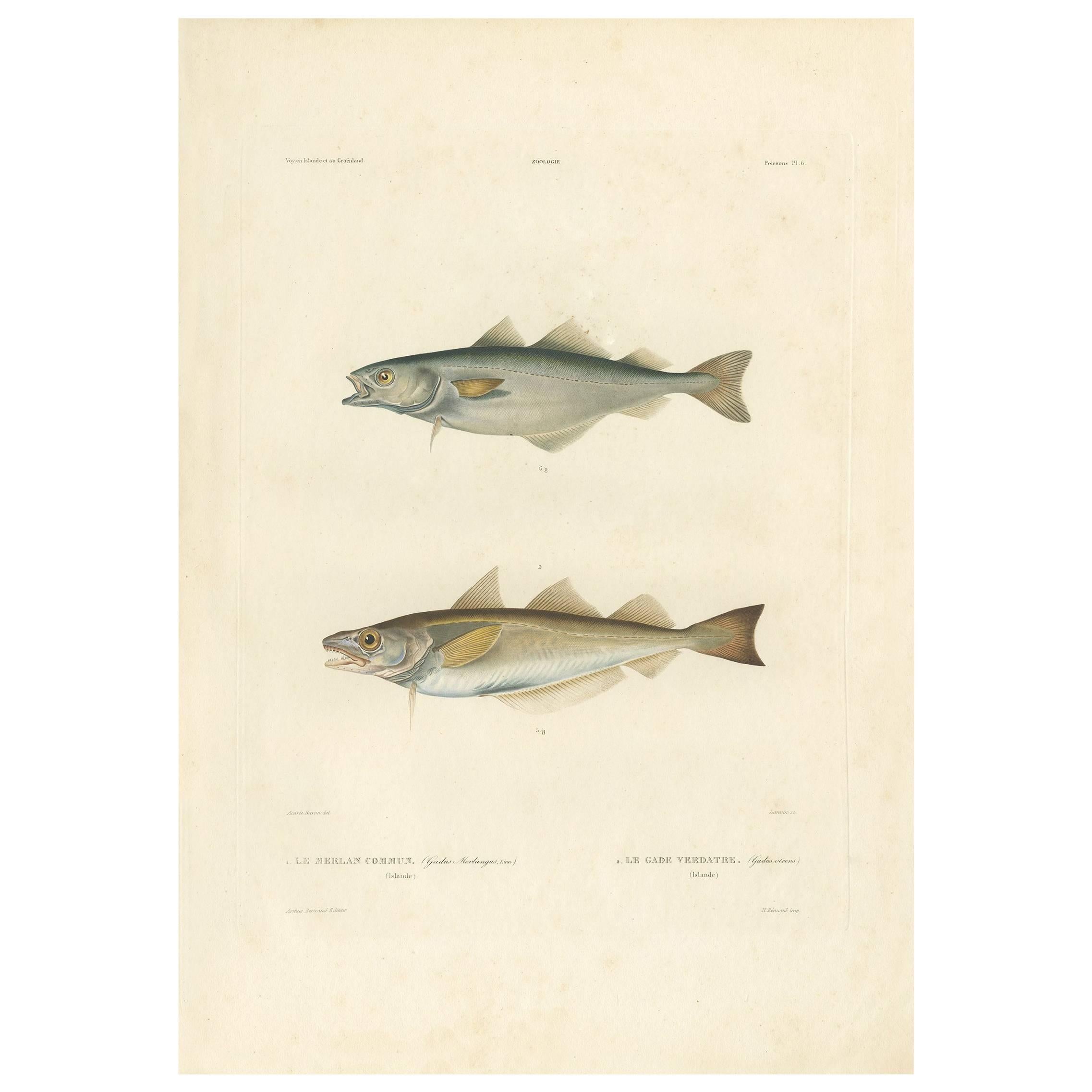 Antiker antiker Fischdruck des Merangius Merlangus „Merling“ und des Saithe, 1842