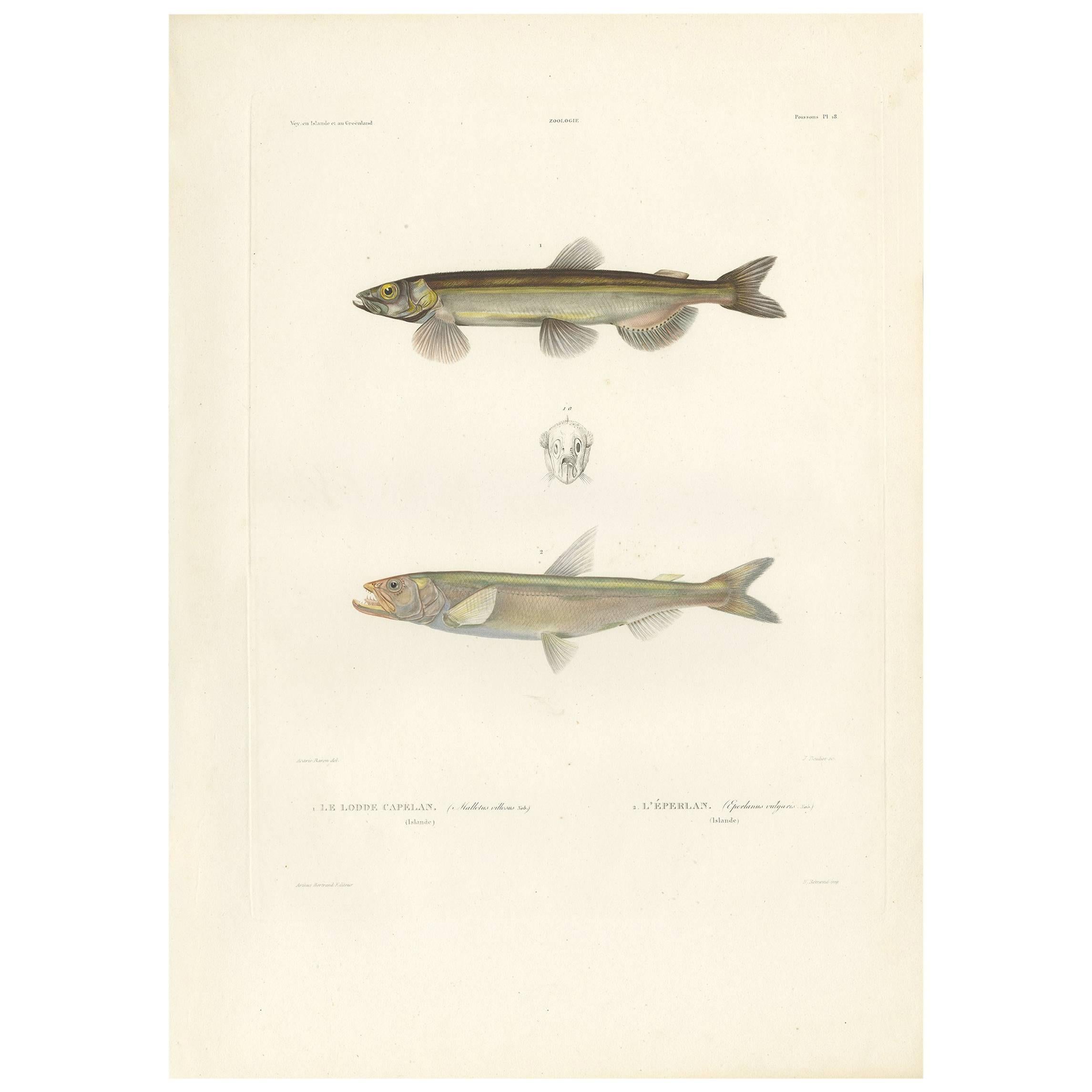 Antique Fish Print of the Capelin 'or Caplin' and the 'European' Smelt, 1842 For Sale